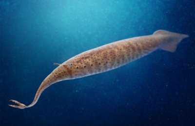 史上最妖孽的古生物——塔利怪物