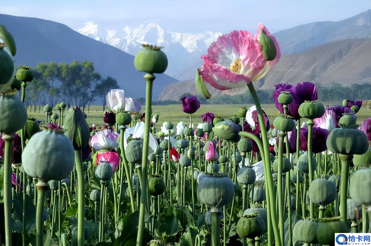 湄公河惨案简介(湄公河惨案死了多少警察)