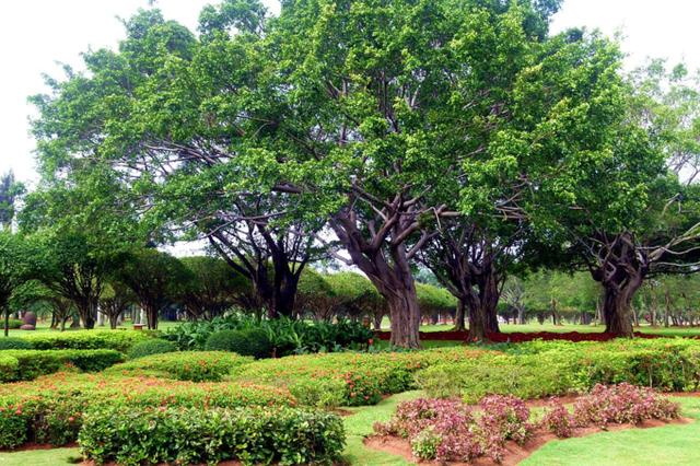 海南端午节旅游攻略（相约最美的海口）(7)