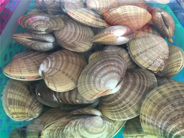 海南端午节旅游攻略（相约最美的海口）(15)