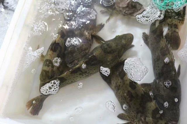 海南端午节旅游攻略（相约最美的海口）(18)