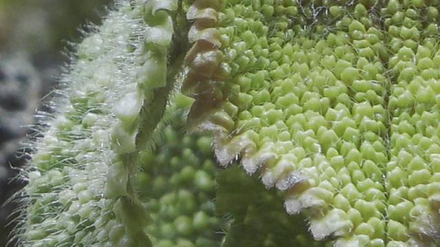 索尼4k摄像机评测(HDR的手持摄像机)(34)