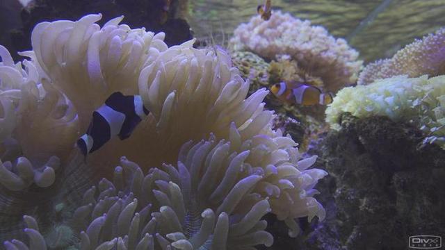 索尼4k摄像机评测(HDR的手持摄像机)(36)