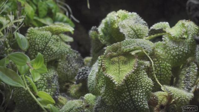 索尼4k摄像机评测(HDR的手持摄像机)(33)