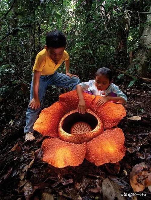 比较排华的国家(排华问题最严重的国家之一)(25)