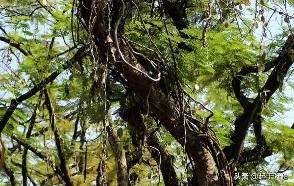 比较排华的国家(排华问题最严重的国家之一)(23)