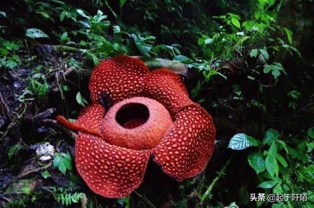 比较排华的国家(排华问题最严重的国家之一)(24)