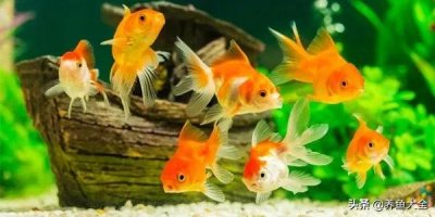 什么观赏鱼最好养活又漂亮(最好养的十种观赏鱼推荐)