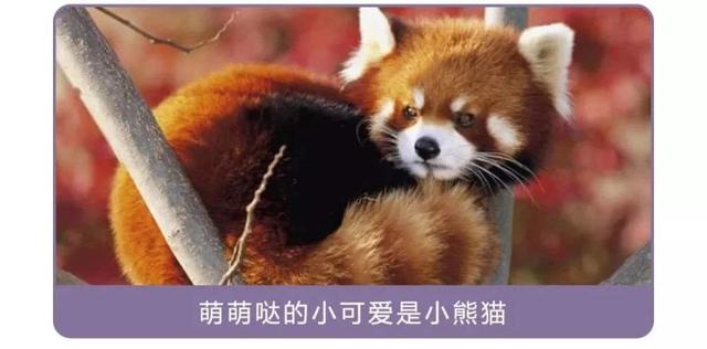 小浣熊干脆面为什么没了（干脆面君究竟是小浣熊还是小熊猫）(9)
