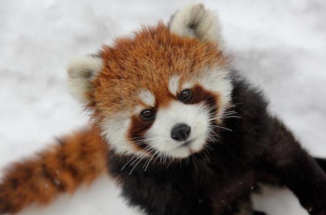 小浣熊干脆面为什么没了（干脆面君究竟是小浣熊还是小熊猫）(12)