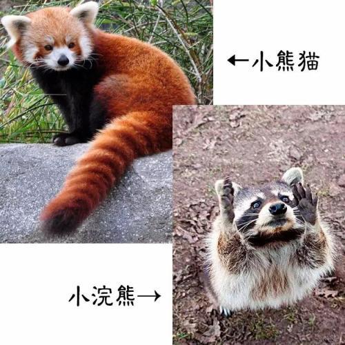 小浣熊干脆面为什么没了（干脆面君究竟是小浣熊还是小熊猫）(6)