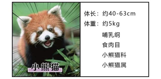 小浣熊干脆面为什么没了（干脆面君究竟是小浣熊还是小熊猫）(8)