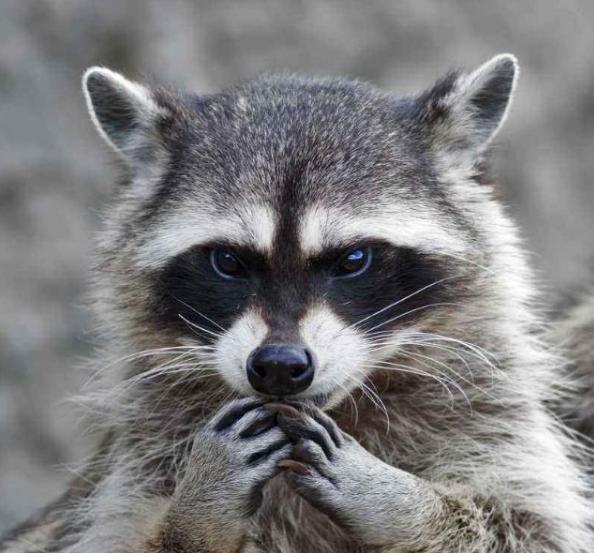 小浣熊干脆面为什么没了（干脆面君究竟是小浣熊还是小熊猫）(16)