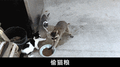 小浣熊干脆面为什么没了（干脆面君究竟是小浣熊还是小熊猫）(18)