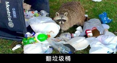 小浣熊干脆面为什么没了（干脆面君究竟是小浣熊还是小熊猫）(17)