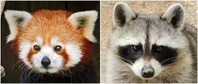 ​小浣熊干脆面为什么没了（干脆面君究竟是小浣熊还是小熊猫）