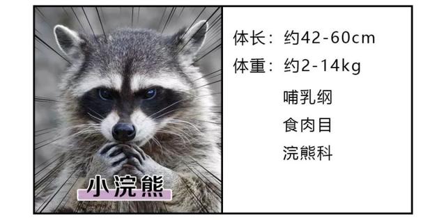 小浣熊干脆面为什么没了（干脆面君究竟是小浣熊还是小熊猫）(14)