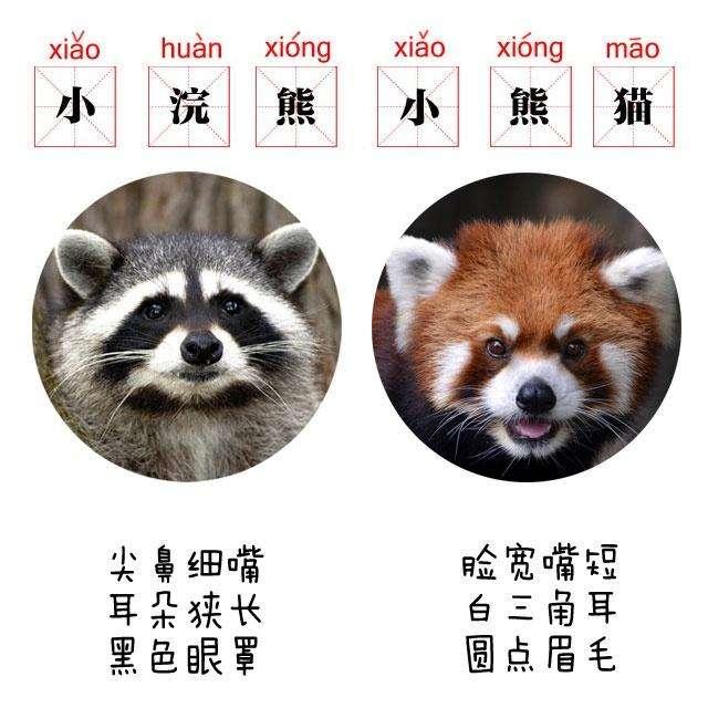 小浣熊干脆面为什么没了（干脆面君究竟是小浣熊还是小熊猫）(20)