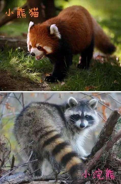 小浣熊干脆面为什么没了（干脆面君究竟是小浣熊还是小熊猫）(7)