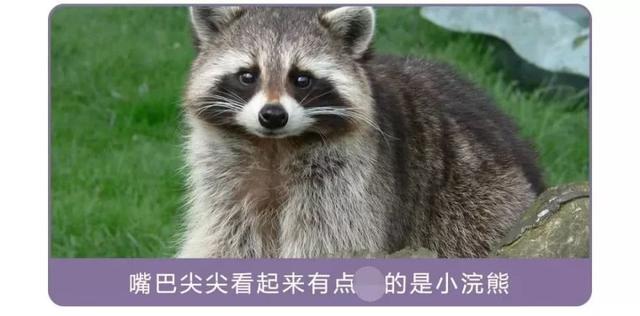 小浣熊干脆面为什么没了（干脆面君究竟是小浣熊还是小熊猫）(15)
