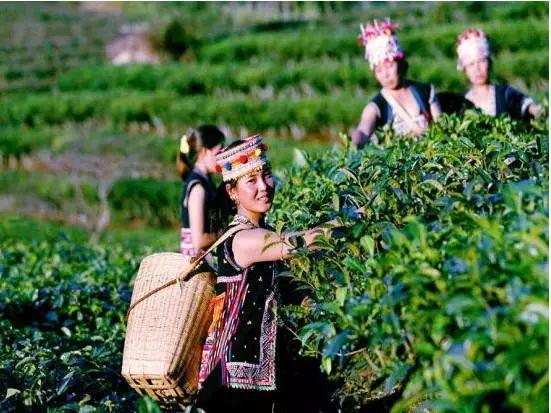 云南多少个民族(云南以什么族为主)