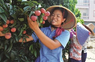 岭南荔枝日啖三百颗（一尝鸡嘴荔不食天下果）(1)