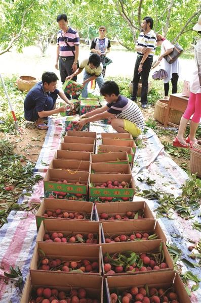 岭南荔枝日啖三百颗（一尝鸡嘴荔不食天下果）(2)