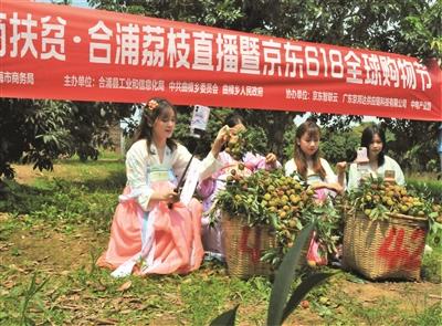 岭南荔枝日啖三百颗（一尝鸡嘴荔不食天下果）(3)