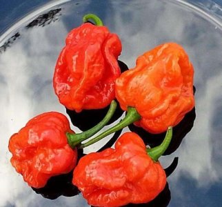 ​世界上最辣的魔鬼辣椒，吃多了这种辣椒会被送进医院