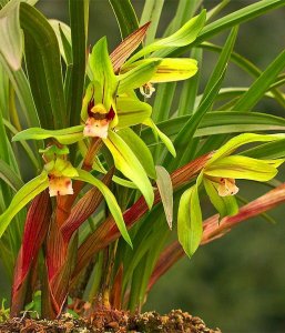 ​兰花哪个品种最香呢？很多老花农都不知道，原来是它