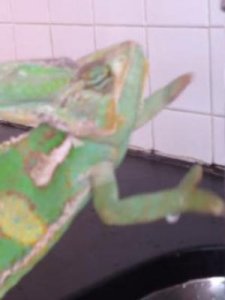 ​变色龙为什么会变色(变色龙为什么会变色?原因是什么?)