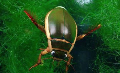 ​水蟑螂，样子恐怖，却是老广最爱，营养健康又美味，你敢不敢尝？