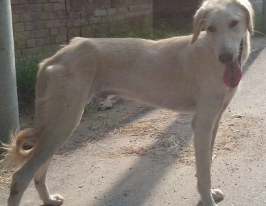 ​中国本土奔跑速度最快狗：山东细犬，健硕优美不输国际名犬