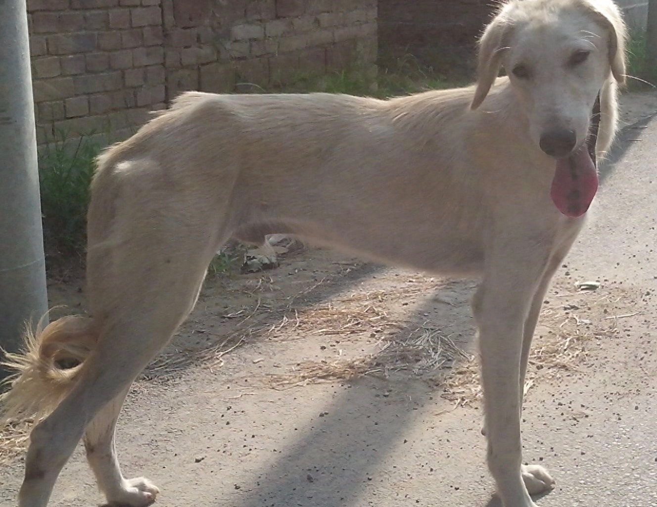 中国本土奔跑速度最快狗:山东细犬,健硕优美不输国际名犬