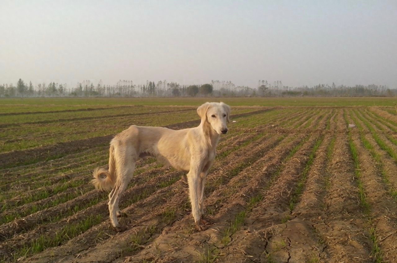 中国本土奔跑速度最快狗:山东细犬,健硕优美不输国际名犬