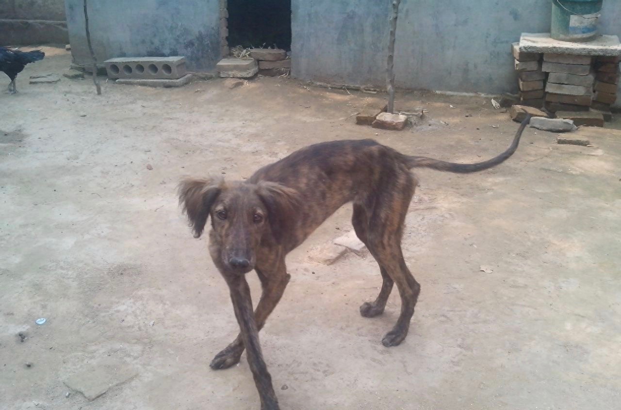 中国本土奔跑速度最快狗:山东细犬,健硕优美不输国际名犬