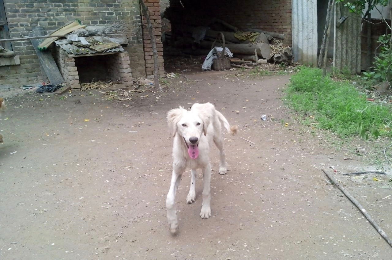 中国本土奔跑速度最快狗:山东细犬,健硕优美不输国际名犬