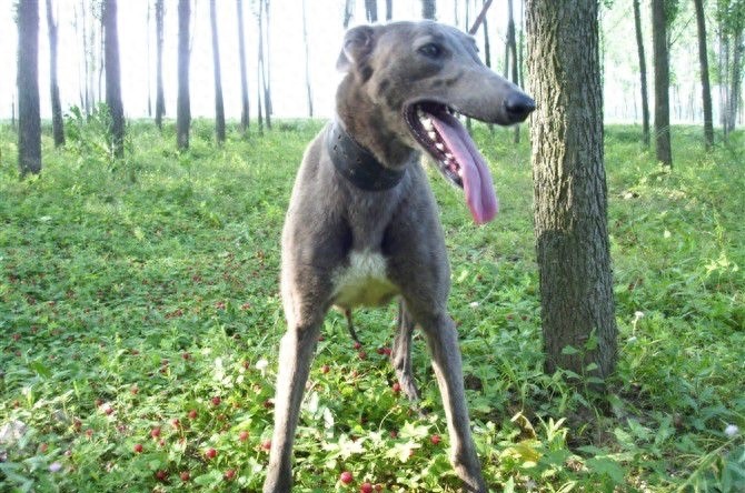 中国本土奔跑速度最快狗:山东细犬,健硕优美不输国际名犬