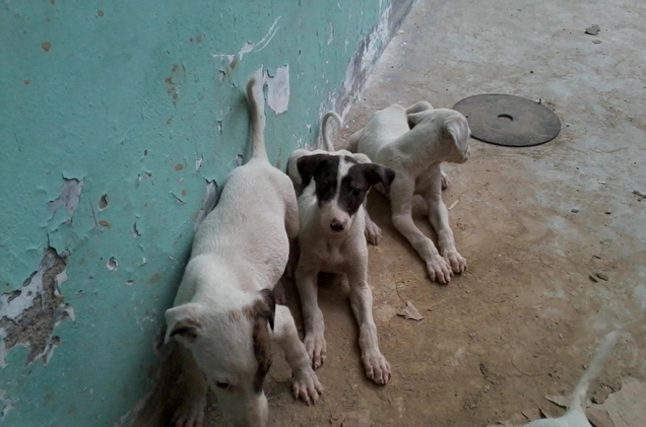 中国本土奔跑速度最快狗:山东细犬,健硕优美不输国际名犬