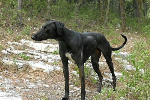 中国本土奔跑速度最快狗:山东细犬,健硕优美不输国际名犬