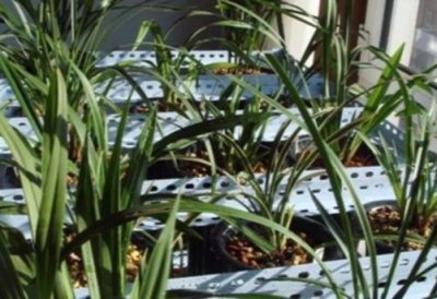 ​冬季给兰花浇水，只要掌握两个秘诀，兰花植株不烂根，不伤苗