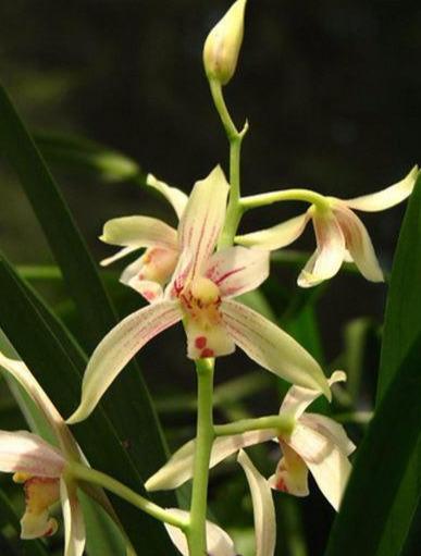 冬季给兰花浇水，只要掌握两个秘诀，兰花植株不烂根，不伤苗