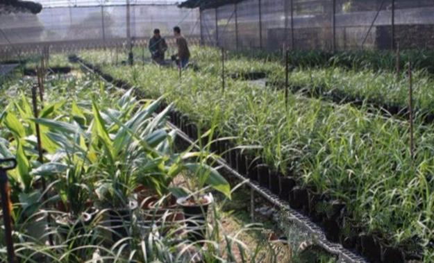 冬季给兰花浇水，只要掌握两个秘诀，兰花植株不烂根，不伤苗