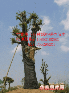 ​30公分银杏树价格