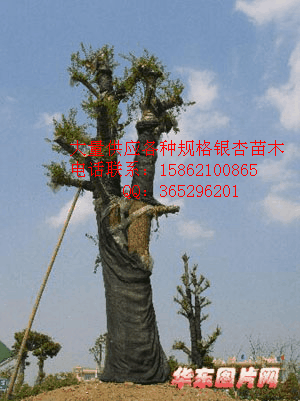 30公分银杏树价格-第1张图片-