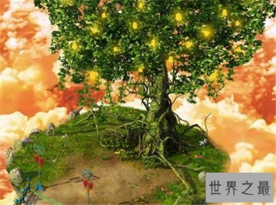 ​探索人参果树的秘密，吃了传说中的人参果真的能长生不老吗？