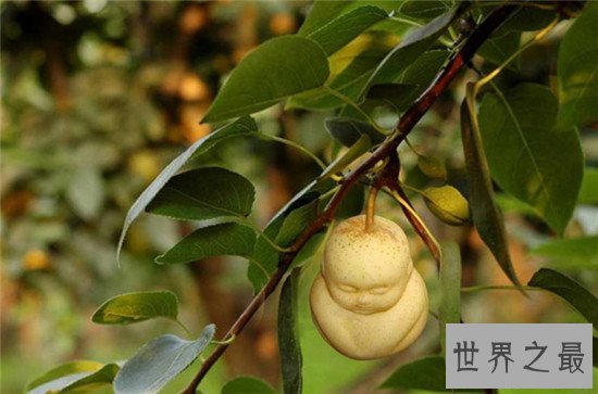 探索人参果树的秘密，吃了传说中的人参果真的能长生不老吗？