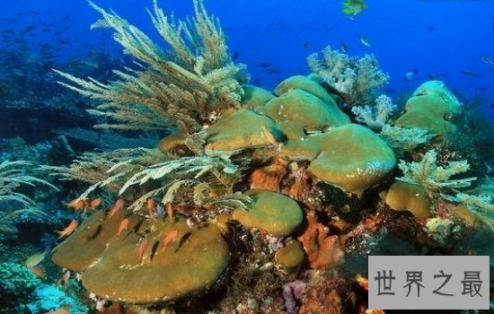 世界上最大的海珊瑚海风景秀美,绝对是一个好地方!