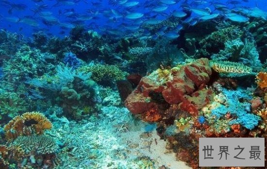 世界上最大的海珊瑚海风景秀美,绝对是一个好地方!