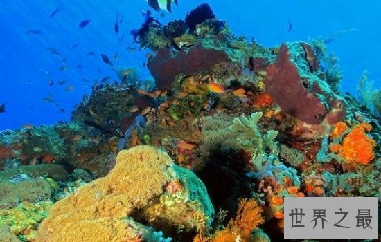 世界上最大的海珊瑚海风景秀美,绝对是一个好地方!